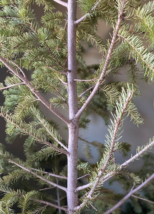 Evergreen Clean: Balsam Fir